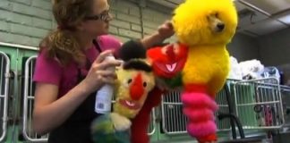 dog grooming