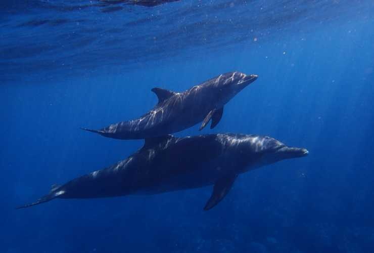 Delfini in acqua