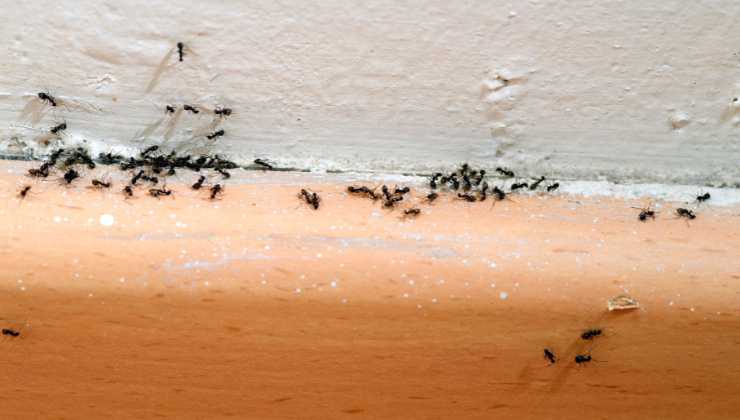 Repellente economico formiche