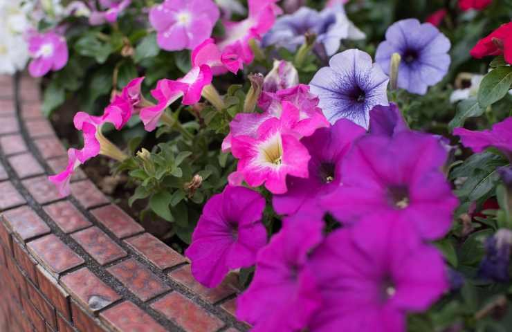 Tante varietà di fiori