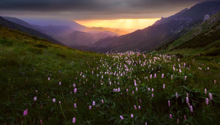 fiori la thuile