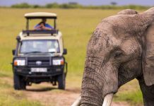 safari in Africa