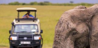safari in Africa