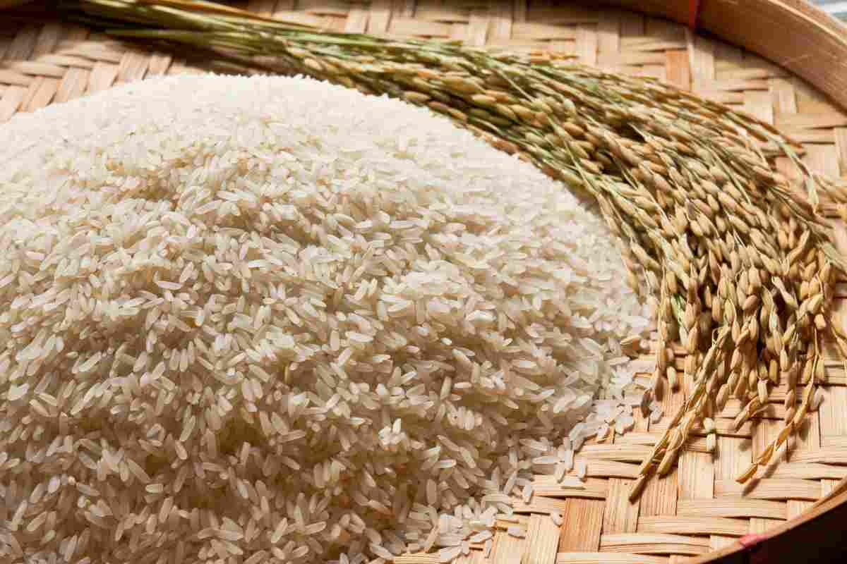 Scegliere il riso perfetto per insalata