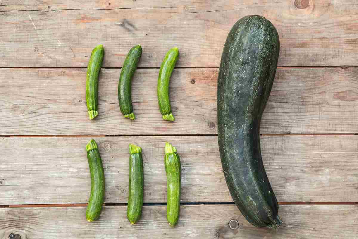 zucchine tossiche come riconoscerle