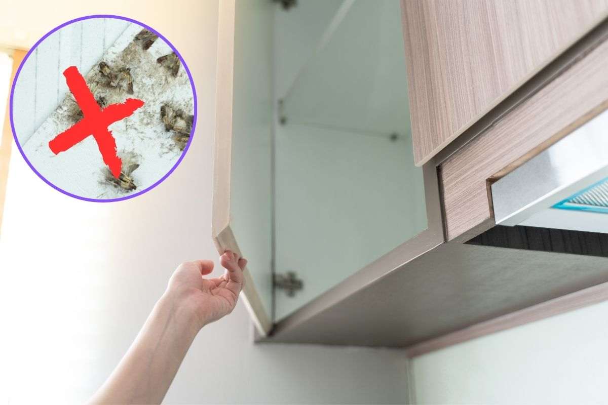 Farfalline del cibo cucina trucchi eliminarle