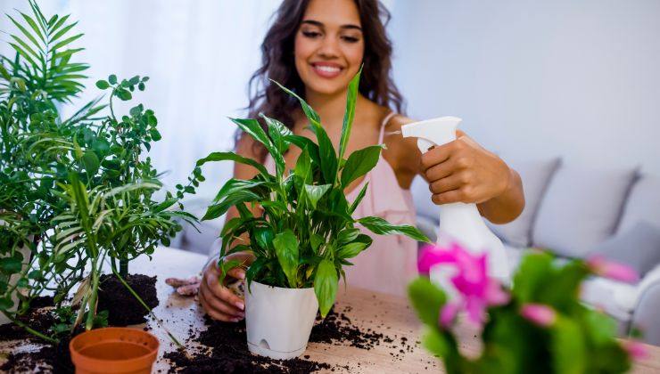 Piante per lo spazio interno