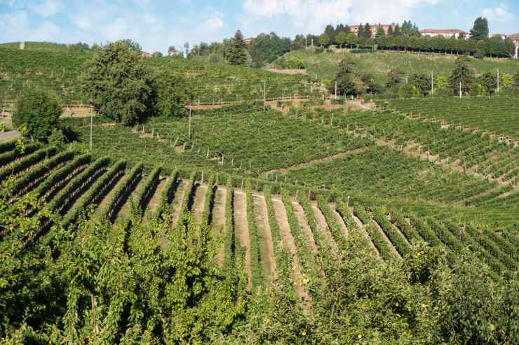 vendemmia Terreni vinicoli del Monferrato