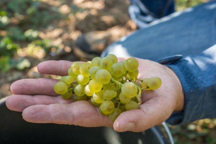 Vendemmia luoghi da visitare in Italia