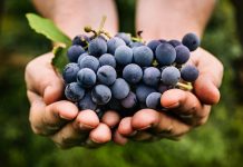 Vendemmia uva vino Italia