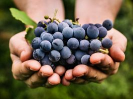 Vendemmia uva vino Italia