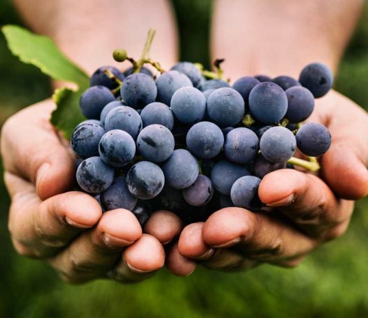 Vendemmia uva vino Italia