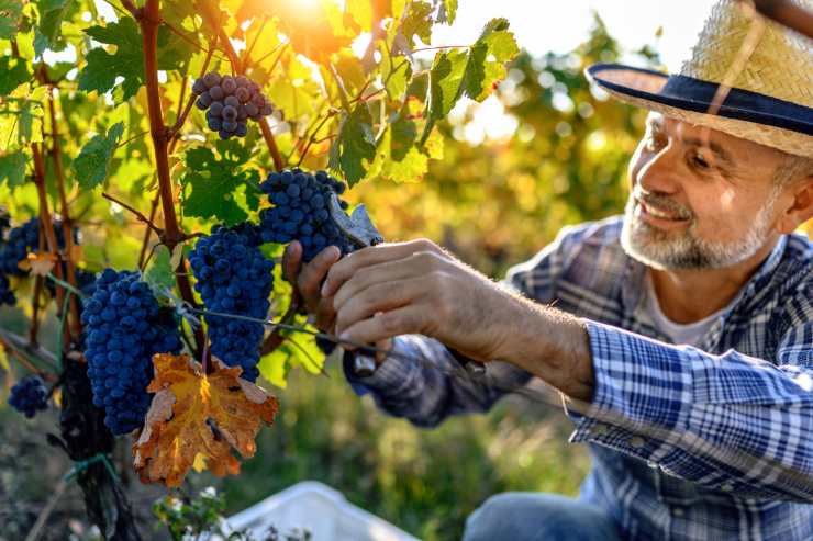 vendemmia mete in italia