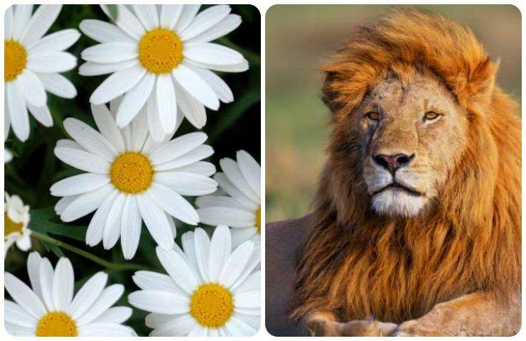 test personalità fiori leone