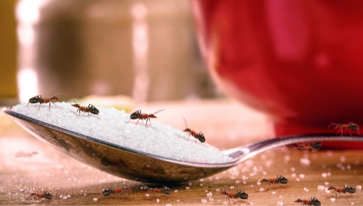 come eliminare formiche prodotto casa