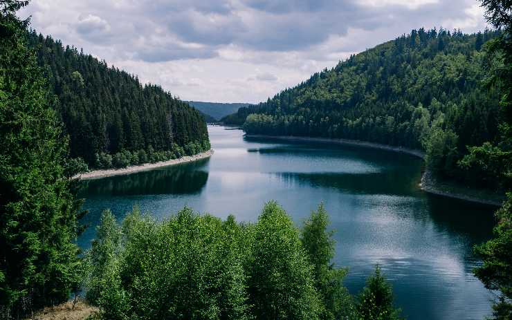 Test foresta razionale o istintivo