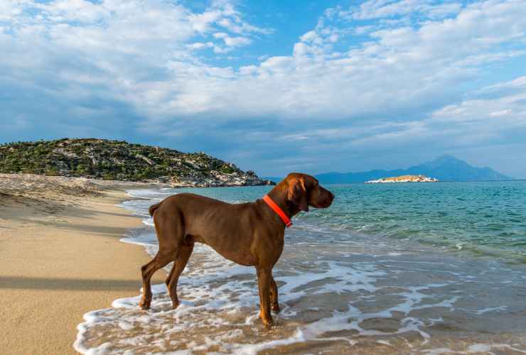 cane sulla spiaggia