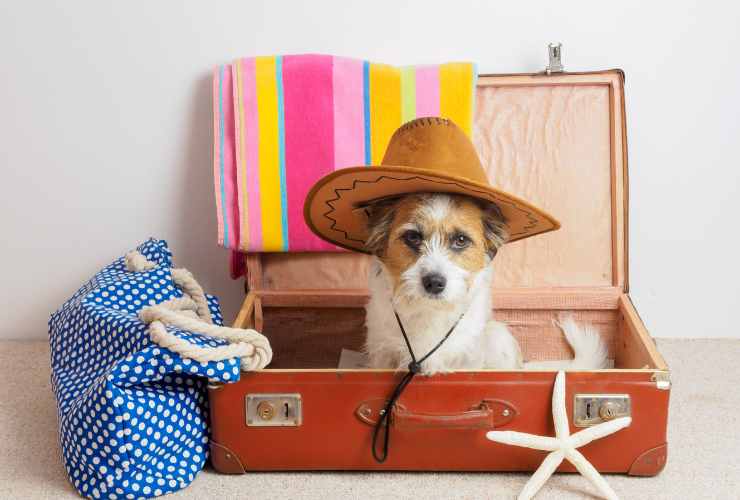 cagnolino con cappello in una valigia