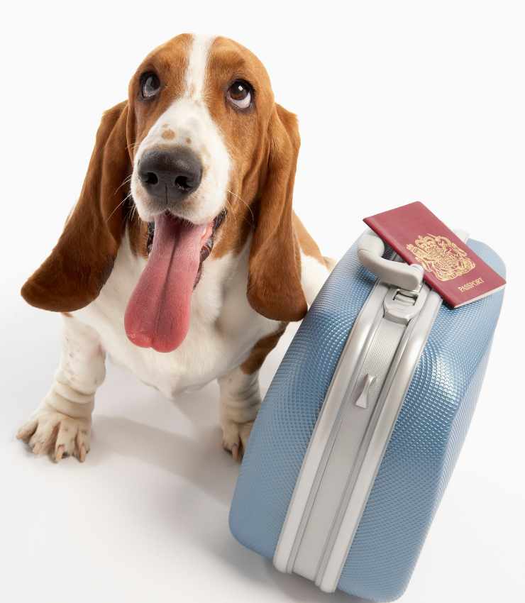 cane con valigia e passaporto