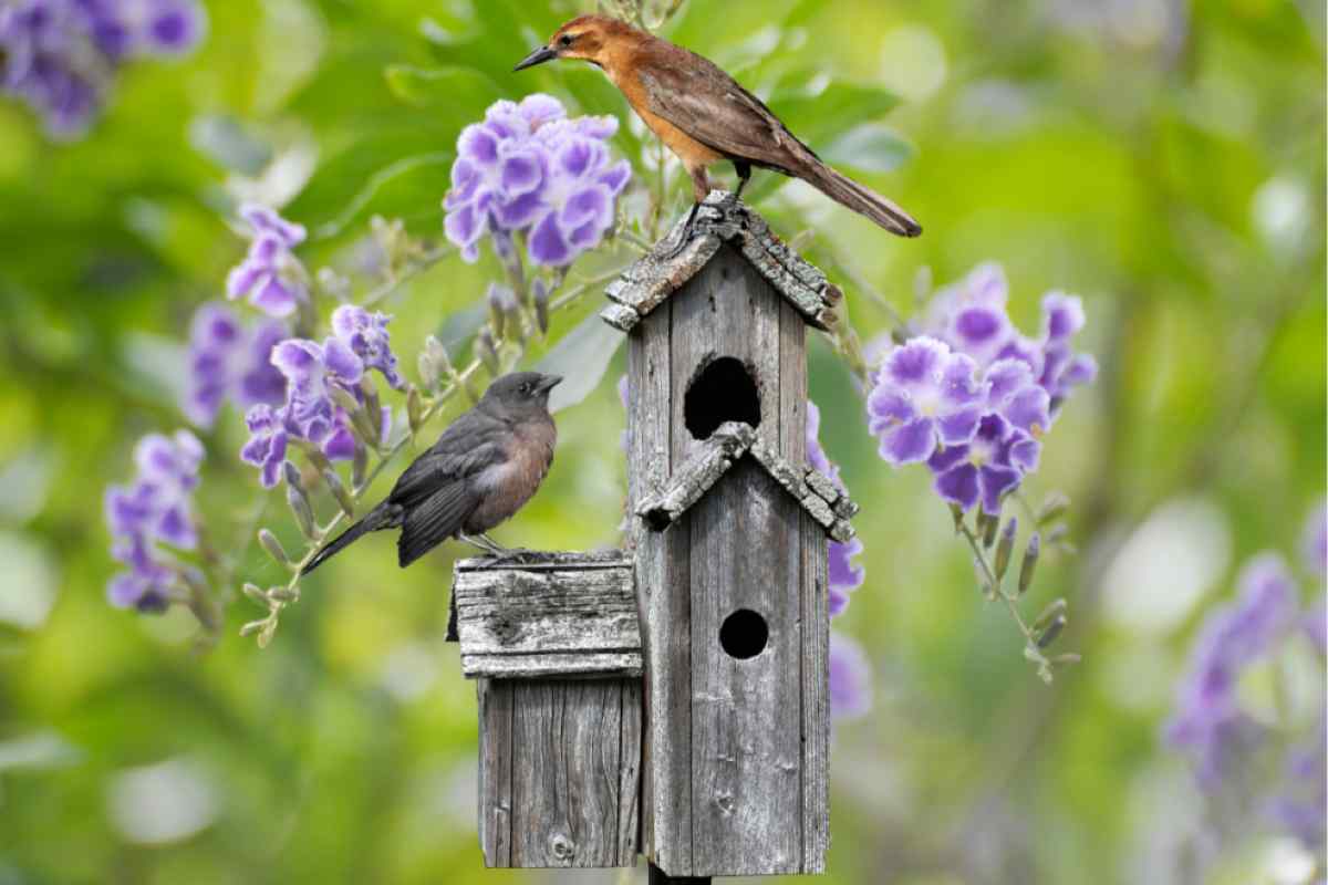 Casetta per gli uccelli da giardino o sul balcone: costruiscine una fai da te